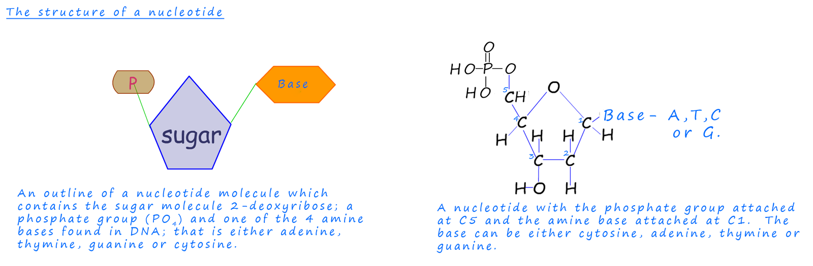 structure of nucleotides and nucleosides